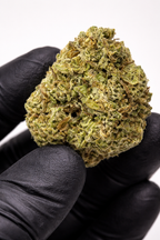 AMNESIA HAZE