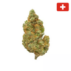 Amnesia Haze CBD