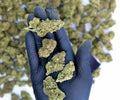 Gorilla Glue - Small Buds