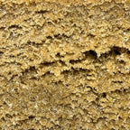 Papaya Hash THCX 50% – X-tract