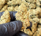 Runtz – autofloraison / Big buds