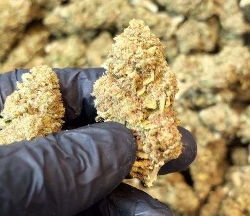 Runtz – autofloraison / Big buds