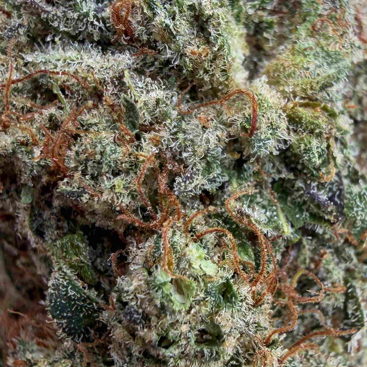 Sunset Sherbet CBD