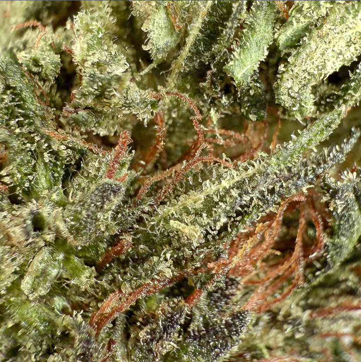 Tangie Candy THCX Bud Mix Green House