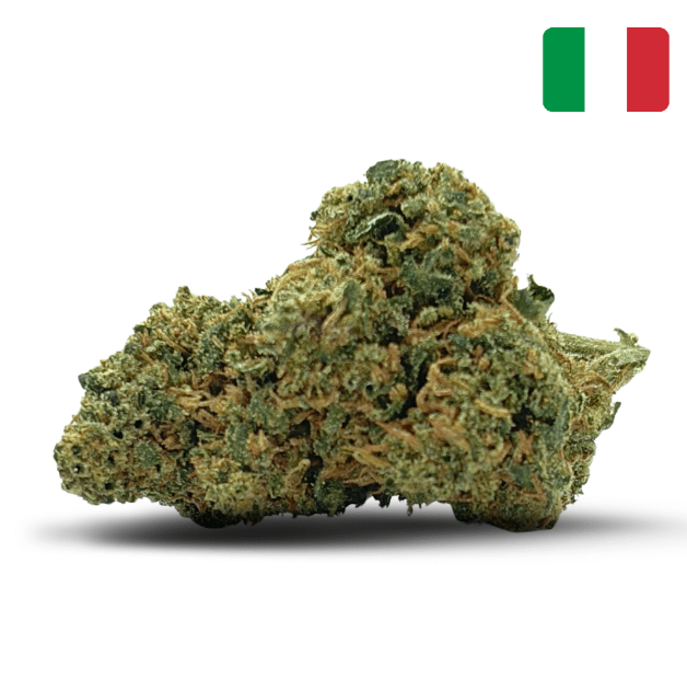 Mango Kush CBD – Bud Mix – Glass House